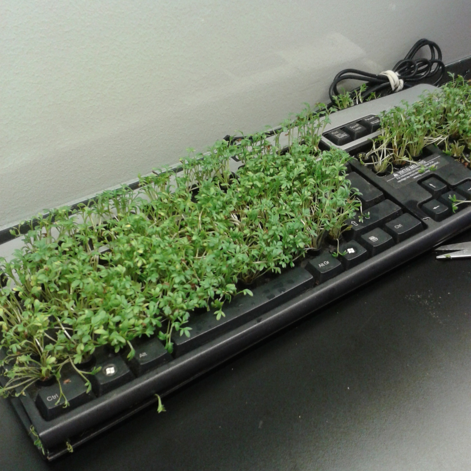 sprouting keyboard 2.0