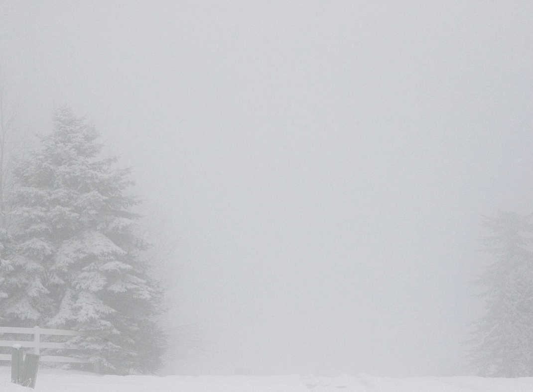Ghost_trees_in_snow_2